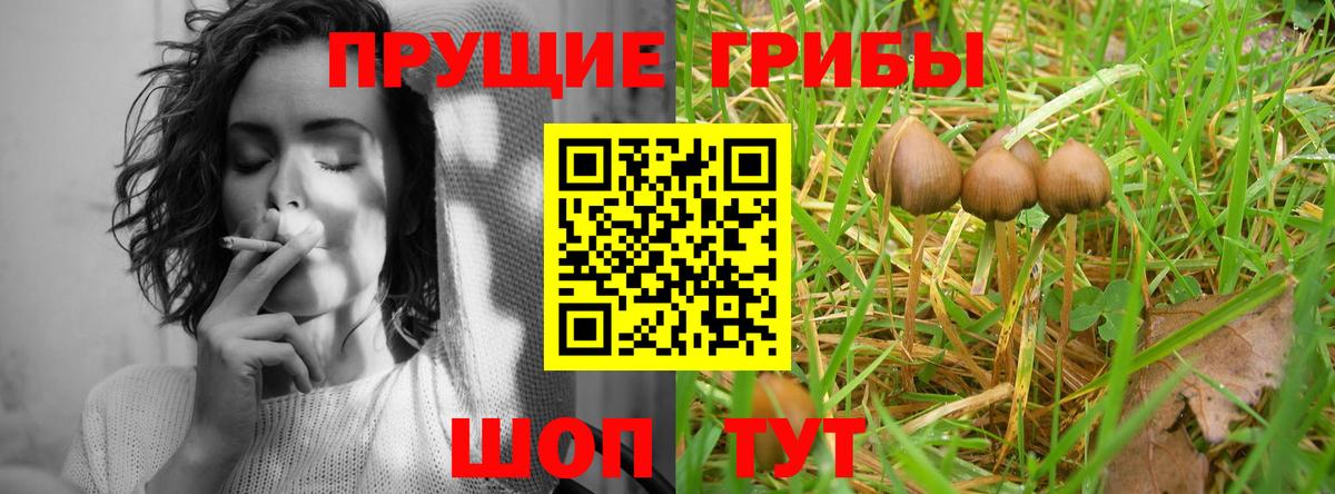 Псилоцибиновые грибы Psilocybine cubensis Усинск